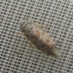Adarrus leucophaeus